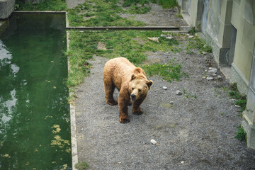 Wall Mural - European brown bear in Bern Bear (Bären Park) in Bern, Switzerland