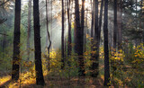 Fototapeta Natura - The sun's rays pierce the branches of the trees. Nice autumn morning.