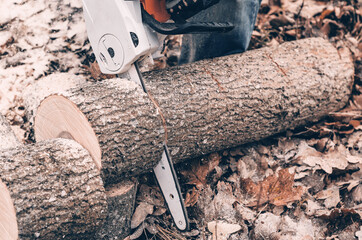 Poster - Cutting trees with an electric saw in autumn in the woods.