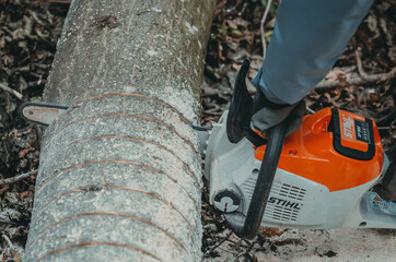 Poster - Tree trunk. Marked tree for cutting. Chainsaw.