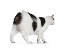 Manx Cat Walking Away From Camera Showing The No Tail Butt. Isolated On A White Background.
