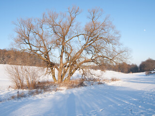  Tree in a snowy field