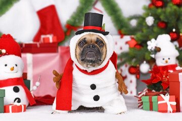 Wall Mural - Snowman dog. French Bulldog wearing funny Christmas costume next to Christmas tree and gift boxes