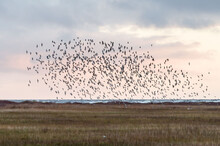 A Large Flock Of Waders In Flight
