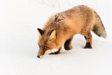Fototapeta Zwierzęta - red fox on white snow