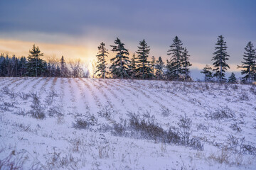 Wall Mural - The sun setting over a snow covered field.
