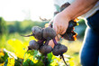 © Cavan Images - Adult woman harvests beets  from her garden