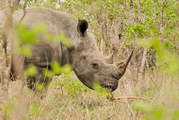 white rhinoceros or square lipped rhinoceros, ceratotherium simum