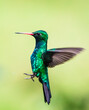 Hummingbird in flight - Glittering-bellied Emerald - (Chlorostilbon lucidus)