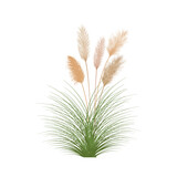 Fototapeta  - Set of pampas grass stems.Floral ornament elements in boho style.Planta seca para decoración, marco, fondo, impresión de tela, textil retro, papel tapiz.