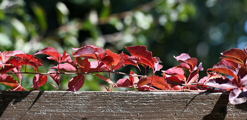 Sticker - leaves in the garden