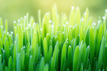 Wall Mural - fresh green grass with dew drops on a spring meadow in the rays of the rising sun