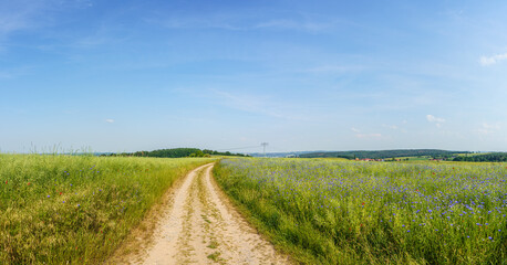 Canvas Print - Panorama of green field with country road