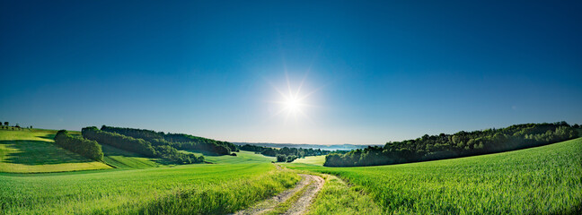 Wall Mural - green field and clear blue sky sun panorama