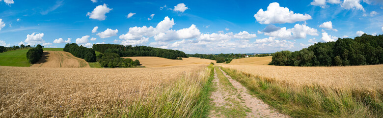 Sticker - A dirt road in a wheat field, a panorama