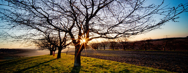 Poster - Tree trunk and early morning sunrise in spring