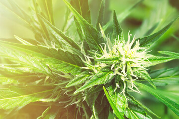 Ripe cannabis plant - Northern Light. Blooming female marijuana flower and leaves growing in homemade garden. Shallow depth of field and blurred background.  Hemp Illuminated by sunlight. Close-up.