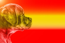 Rottweiler Dog Head Portrait With Red And Yellow Background