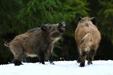 wild boars in the forest
