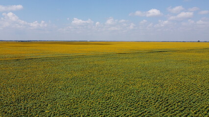 Sunflower field photographed from a bird's-eye view. Blue sky over an agricultural field.