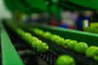 Focus on a production line specifically designed for sorting and selecting apples. Green ripe organic natural apples in the process of selection and quality control of organic fruits and vegetables
