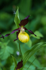 Poster - Cypripedium calceolus beautiful yellow flower on green background with nice bokeh