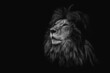 Portrait of a beautiful lion and copy space. Lion in dark	
