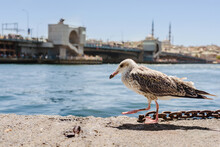 Seagull Walking On Waterfront Stone Wall