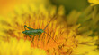 Green grasshopper in dandelion environment in sunny day. Macro close-up. Bright yellow summer banner. HD wallpaper.