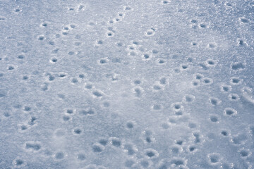 Wall Mural - Frozen ice surface of a lake in winter, background texture