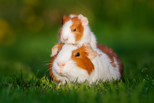 Little guinea pig baby sitting on it's mother back outdoors in summer