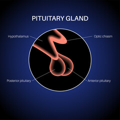 Canvas Print - Pituitary gland anatomy