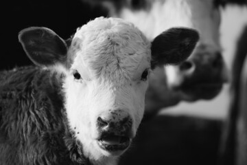 Wall Mural - Cute face of Hereford calf at beef cow farm.