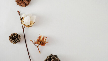 Wall Mural - Autumn season flat lay with cotton and pine cones isolated on white background for Thanksgiving holiday.