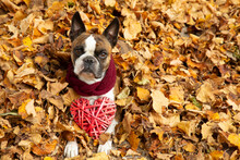 Funny Boston Terrier In A Scarf With A Red Heart An Autumn Park Surrounded By Yellow Leaves