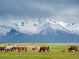 Fototapeta Konie - Horses on their summer pasture. Alaj Valley in front of the Trans-Alay mountain range in the Pamir Mountains. Central Asia, Kyrgyzstan