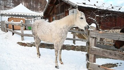 Canvas Print - cavallo arabo neve 