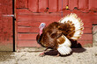 Turkey displaying in barnyard