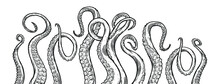 Tentacles Of Octopus, Vector Hand Drawn Collection Of Illustrations. Black And White Engraving Style Drawings. Tentacle Straight And With Rings In Different Angles.	