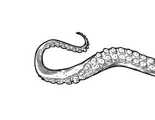 Tentacles of octopus, vector hand drawn collection of illustrations. Black and white engraving style drawings. Tentacle straight and with rings in different angles.