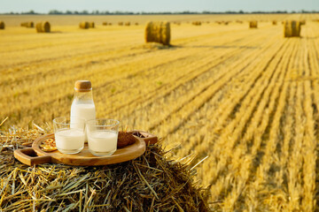 Wall Mural - Natural snack on haystack in harvested field. Picnic with milk and cookies