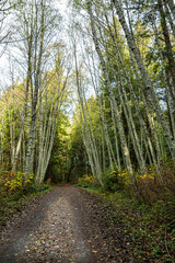 Wall Mural - well paved walking path in the park covered with fall leaves with tall trees on both sides