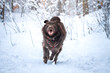 Pies biegnący po śniegu 