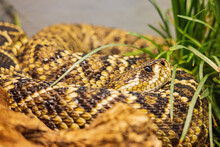 Close Up Shot Of A Eastern Diamondback Rattlesnake