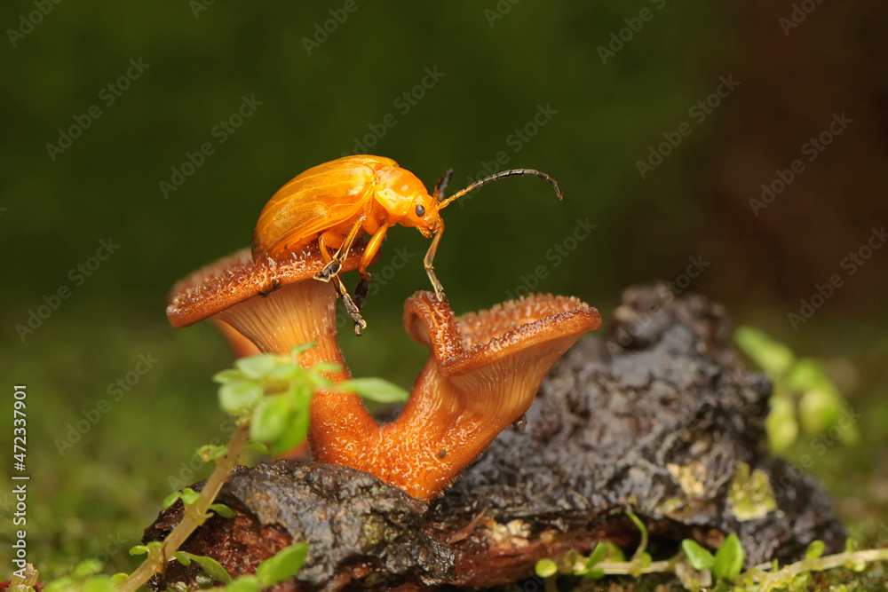 Rotting Insects A cucurbit beetle is looking for food on a fungus growing on rotting ...