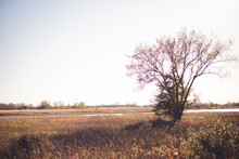 Barren Tree Alone In The Marsh. Dried Grasses All Around. Tree Line In The Distant Horizon.  