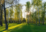 Fototapeta Sypialnia - The sun through the trees in the spring park. Beautiful park in spring with bright sun shining through the trees