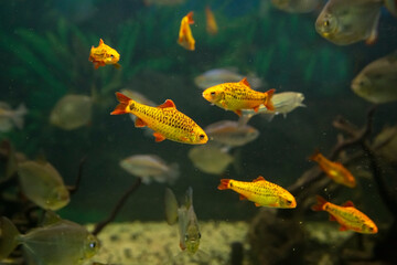 Bright yellow tropical fish in the aquarium.