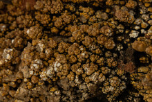 Close Up Of An Old Coral