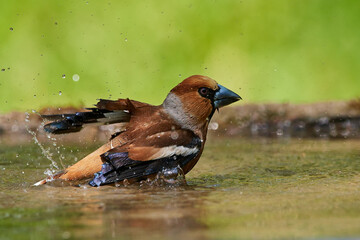 Wall Mural - Hawfinch ,,Coccothraustes coccothraustes,, in amazing wild danubian forest, Slovakia, Europe